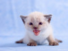Animals_Cats_White_kitten_005491_.jpg