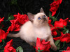 Animals_Cats_Cavalier_of_roses_005488_.jpg