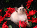 Animals_Cats_Cavalier_of_roses_005488_.jpg