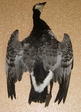 S8001965(01)_cr.jpg