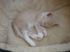 Кот 2.