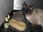 Корм для кота, свининой тут уже не обойдешься