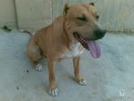 my dog TibO