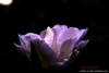 DSC_0643-1