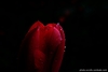 DSC_0469-1-1