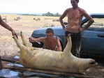 Растоман (зв. Доброск) больше не нуждается в еде