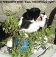 вампиры