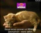 Вискас)