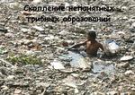 Грибница
