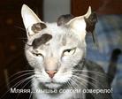 Руфыч в Дозоре (ЦП Дрим Сити)