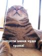 Чудо трава