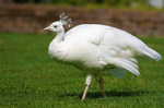 snowwhite-peacocks-03