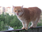 Кошка Алиса