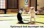 Бои новичков.Кулачный бой.