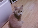 Манюник