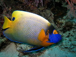 Similan fishes (42)