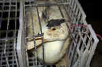 duck-foiegras-27