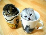 котята