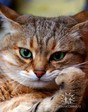 Что я зделаю со следуещей крысой?...