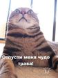 и сниться нам трава,трава у дома,волшебная,зелёёё....