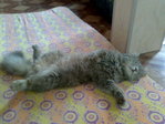 мой котэ