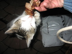 Шашлычек для котика.jpg