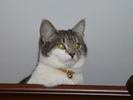 кошечка моя любимая=)