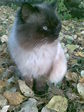 КоТ
