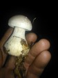 WP_001754