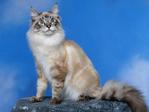 AFcats02.08.07 (2)