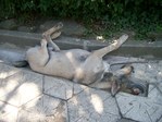 Сочинская животинка