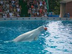 Водяная животинка
