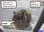 кот