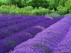 45402232_Lavanda