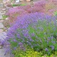 ena_5850