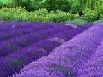 45402232_Lavanda
