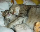 Обожаю котиков