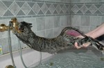 КоТя ПоцЯ