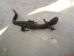 DSC00180.JPG
