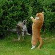 imagesФЫ С