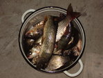 Реальный улов