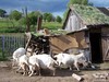 Белки, рыжик и сарай)