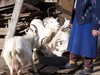 Белки...)