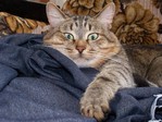 Косюшка