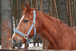 Бамберг