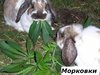 bpW6ykA5D0yUMKjHxBIJgK33lFRCcZ2V6A25pV6ZgOQ