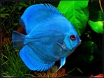 akvarium diskus