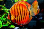akvarium diskus