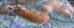 мякушки