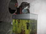 Кот с ума сошол